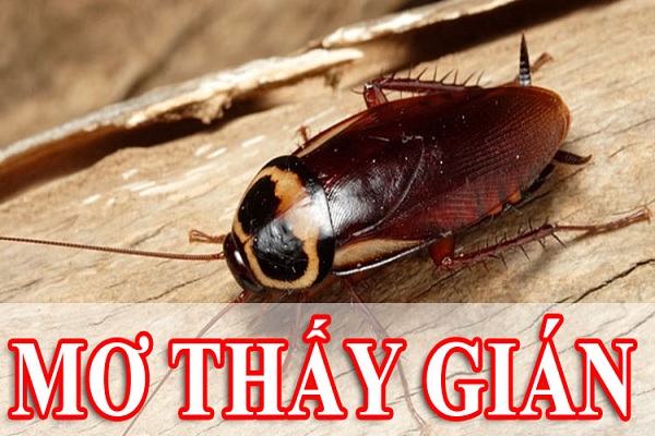Ý nghĩa chung cho mọi giấc mơ thấy gián